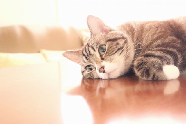 ネットで検索する猫